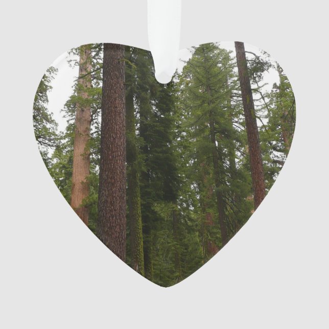 Mariposa Grove dans le parc national de Yosemite (devant)