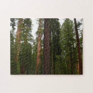 Mariposa Grove im Yosemite National Park