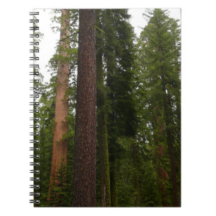 Mariposa Grove im Yosemite National Park Notizblock