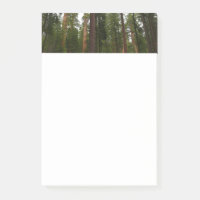 Mariposa Grove im Yosemite National Park