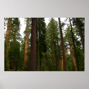 Mariposa Grove im Yosemite National Park Poster