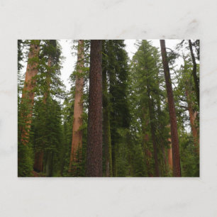 Mariposa Grove im Yosemite National Park Postkarte