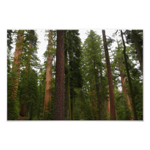 Mariposa Grove im Yosemite-Nationalpark Fotodruck