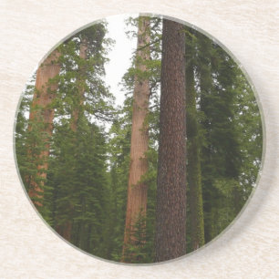 Mariposa Grove im Yosemite-Nationalpark Getränkeuntersetzer