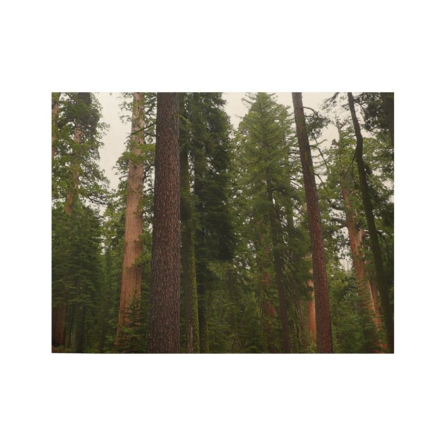 Mariposa Grove im Yosemite-Nationalpark Holzposter (Vorderseite)