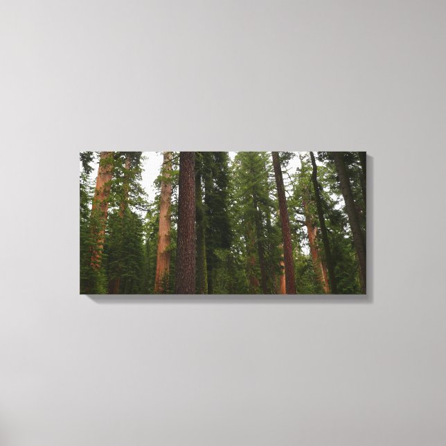 Mariposa Grove im Yosemite-Nationalpark Leinwanddruck (Vorderseite)