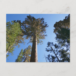 Mariposa Grove Postkarte