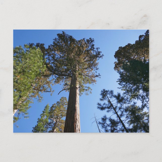 Mariposa Grove Postkarte (Vorderseite)