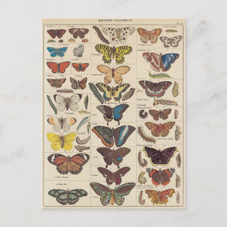Mariposas Postkarte
