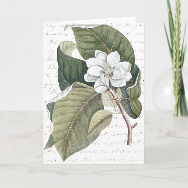 Mark Catesby Magnolia Collage mit Essay über Blume Karte (Vorderseite)