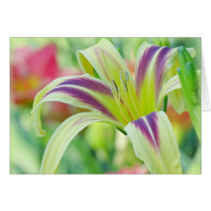 Markierte Lily - Taglilie