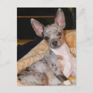 Marley~Class & Color Collide Postkarte