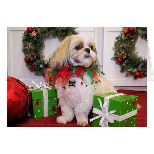 Marley - Shih Tzu - Robbins Karte