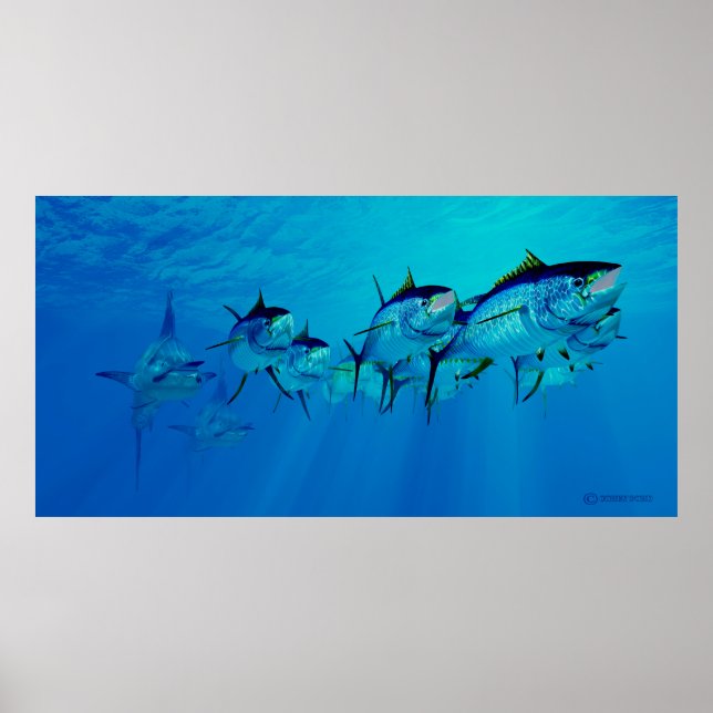 Marlin nach Yellowfin Tuna School Poster (Vorne)