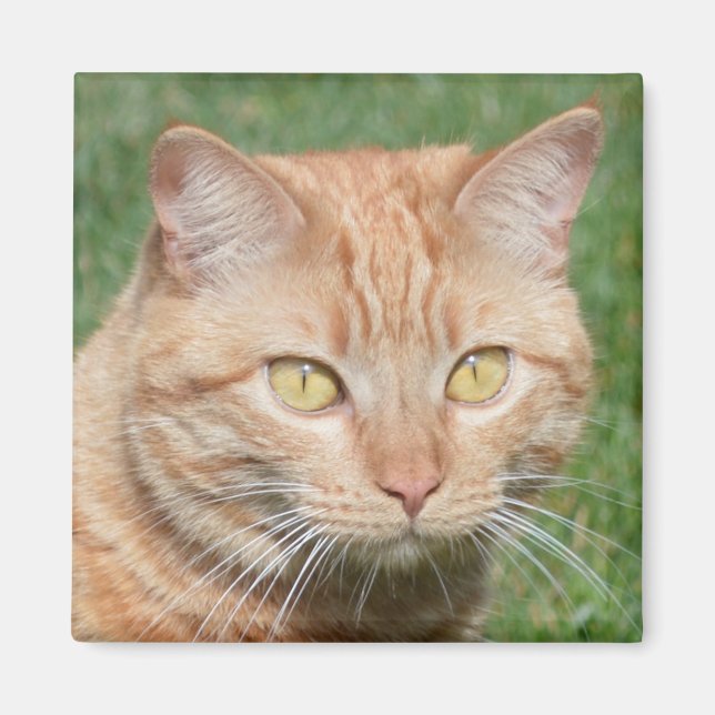 Marmalady in der Sonne Magnet (Vorne)