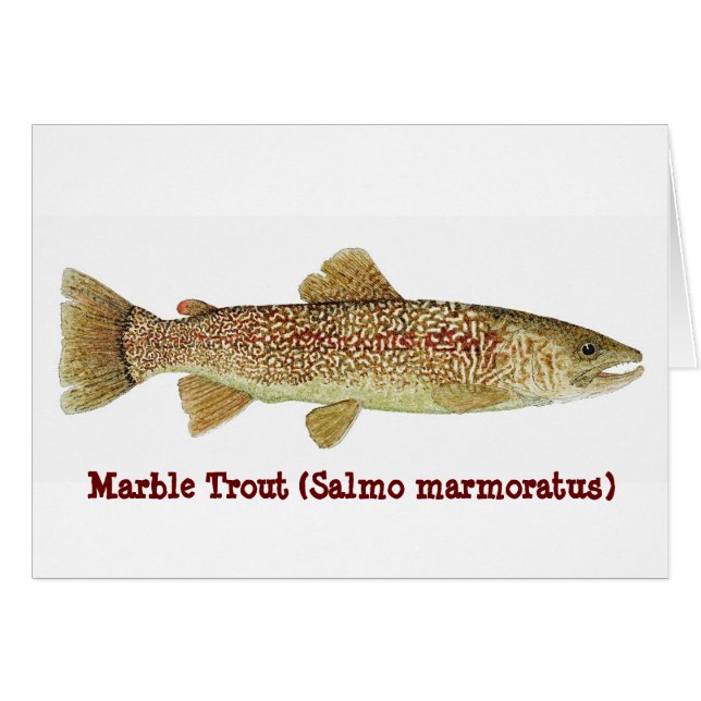 Marmorforelle (Vorderseite (Horizontal))