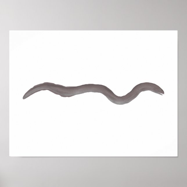 Marmorierter Sumpfaal Poster (Vorne)