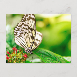 Marmorschmetterling Postkarte
