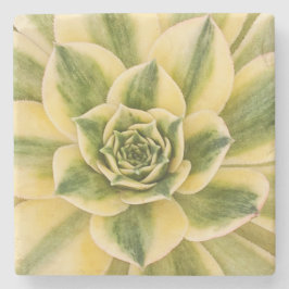 MarmorSucculishus Untersetzer