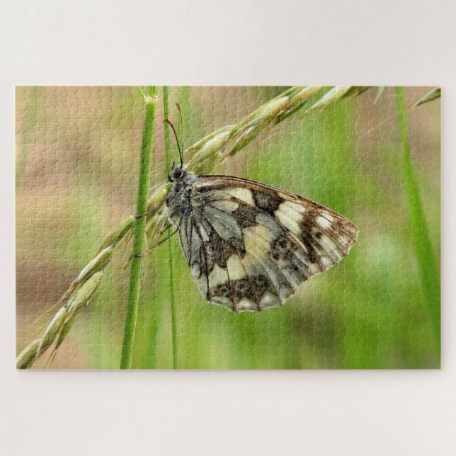 Marmorweißer Schmetterling auf Gras (Horizontal)