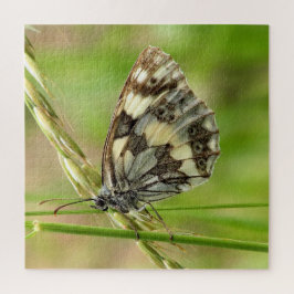 Marmorweißer Schmetterling auf Gras