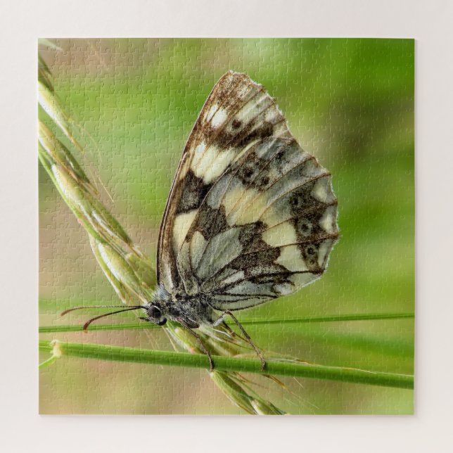 Marmorweißer Schmetterling auf Gras (Vertikal)
