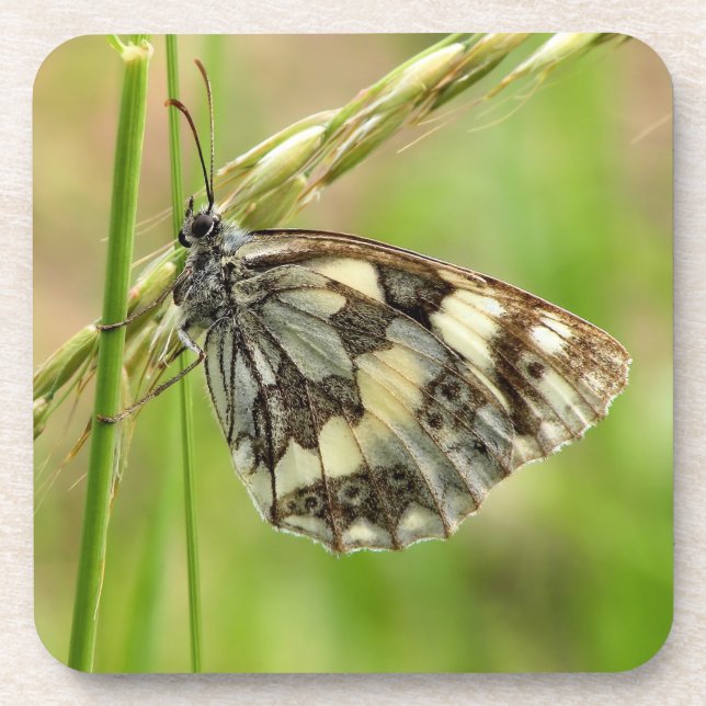 Marmorweißer Schmetterling auf Gras Getränkeuntersetzer (Vorderseite)