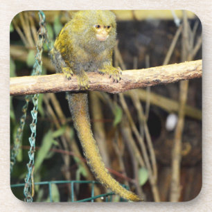 Marmoset-Affe auf Warnung, Untersetzer