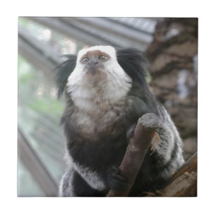 Marmoset Fliese