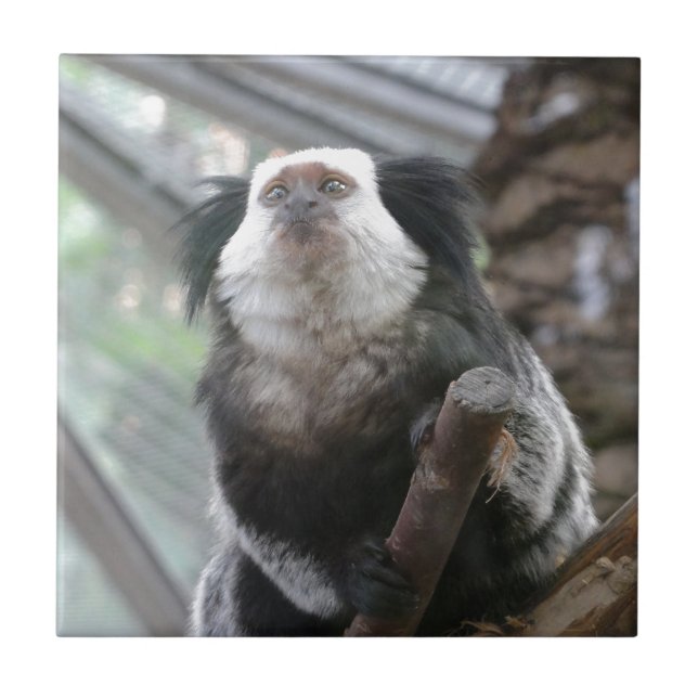 Marmoset Fliese (Vorderseite)