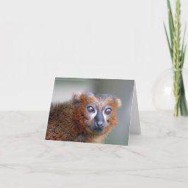 Marmoset Karte