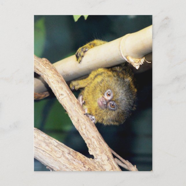 Marmoset Monkey Hi There, Carte Postale (Devant)