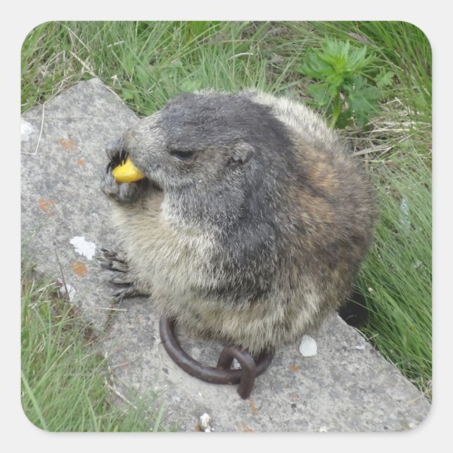 Marmot-Aufkleber Quadratischer Aufkleber (Vorderseite)