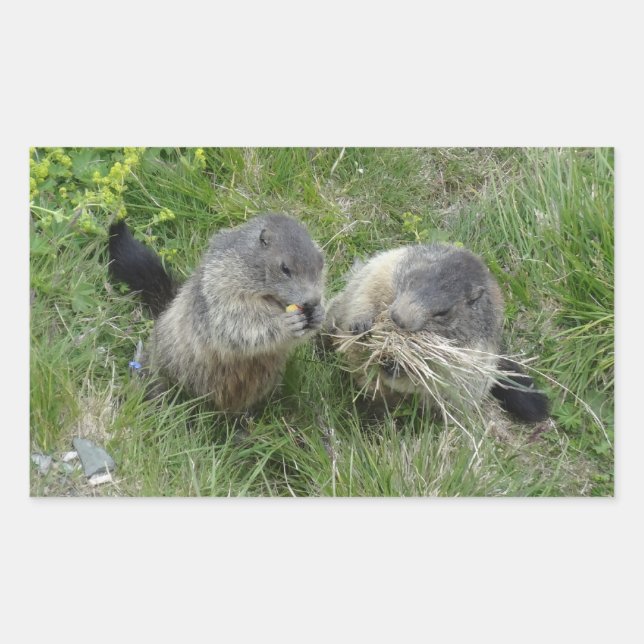 Marmot-Aufkleber Rechteckiger Aufkleber (Vorderseite)