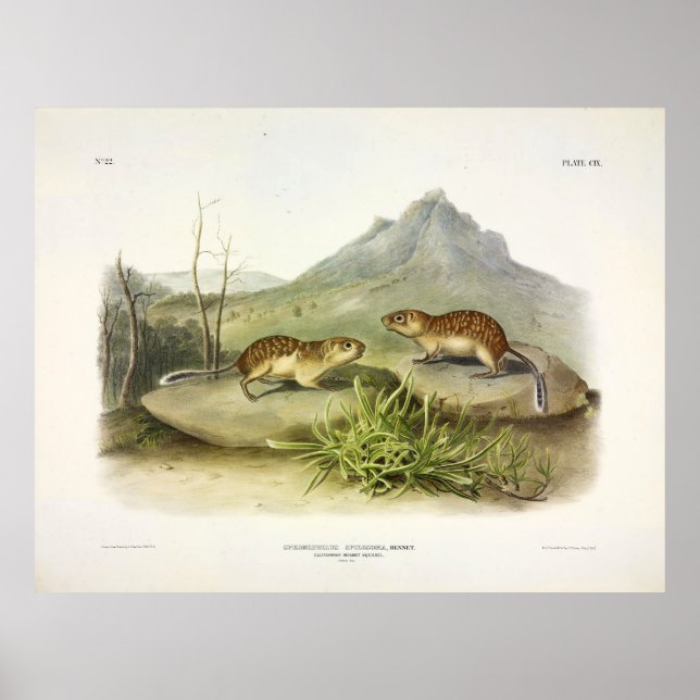 Marmot-Eichhörnchen, kalifornisch, mexikanisch-Gro Poster (Vorne)