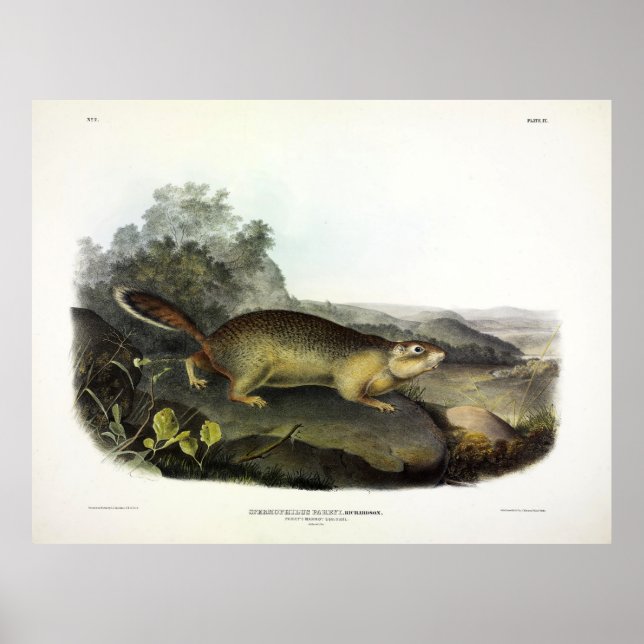 Marmot-Eichhörnchen oder arktisches Erdeichhörnche Poster (Vorne)