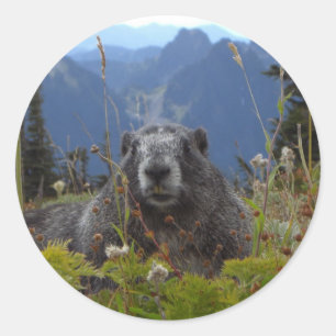 Marmot im Paradies Runder Aufkleber