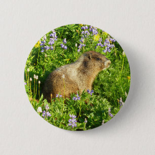Marmot in den Wildblumen des Berges Rainier Button