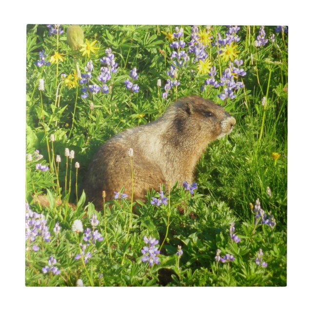 Marmot in den Wildblumen des Berges Rainier Fliese (Vorderseite)