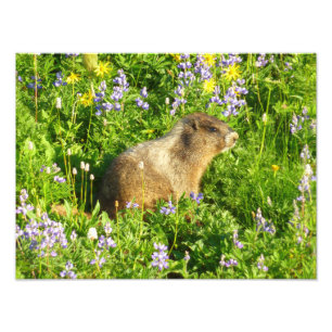 Marmot in den Wildblumen des Berges Rainier Fotodruck
