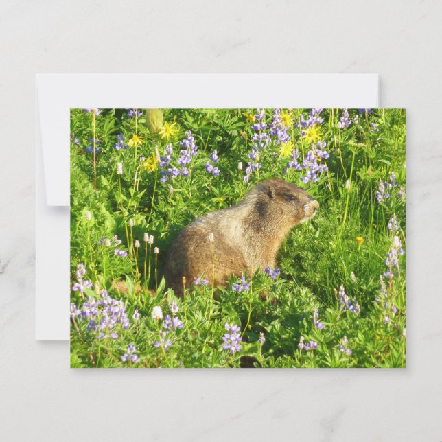 Marmot in den Wildblumen des Berges Rainier Karte (Vorderseite)