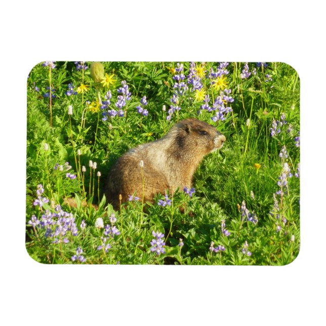 Marmot in den Wildblumen des Berges Rainier Magnet (Horizontal)