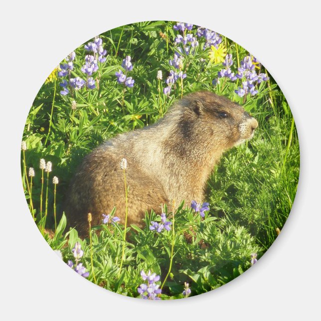 Marmot in den Wildblumen des Berges Rainier Magnet (Vorne)