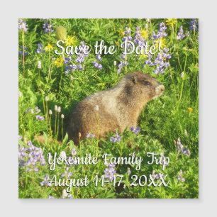 Marmot in den Wildblumen des Berges Rainier Magnetkarte