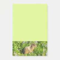 Marmot in den Wildblumen des Berges Rainier