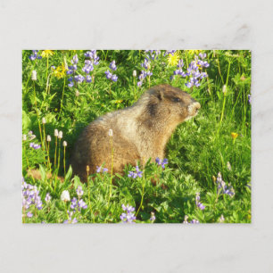 Marmot in den Wildblumen des Berges Rainier Postkarte