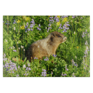 Marmot in den Wildblumen des Berges Rainier Schneidebrett