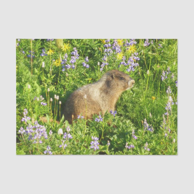 Marmot in den Wildblumen des Berges Rainier Seidenpapier (Vorderseite)
