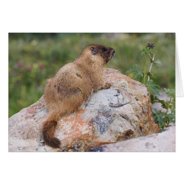 Marmot, Marmota flaviventris, (Vorderseite (Horizontal))