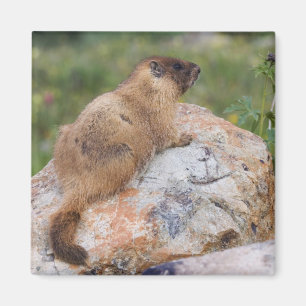 Marmot, Marmota flaviventris, Magnet